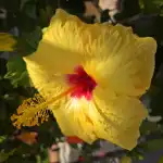 Yellow Hibiscus in Shade